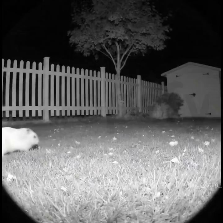 Tiny Creature's Big Adventures: Viral X Clip - Veo 3 AI video prompt thumbnail