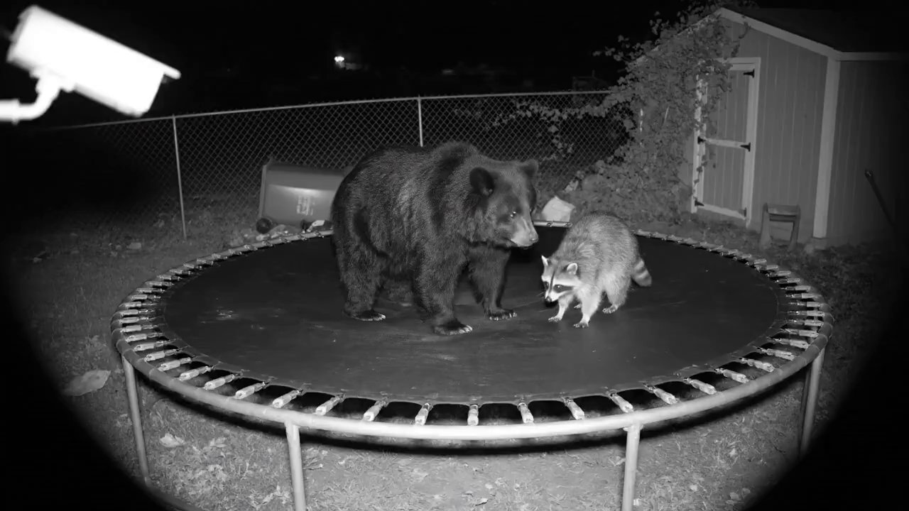 CCTV: Uncovering Backyard Mysteries - Veo 3 AI video prompt thumbnail
