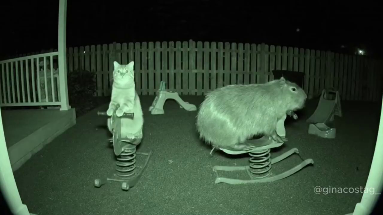 Unlikely Friendship: Cat and Capybara Besties - Veo 3 AI video prompt thumbnail