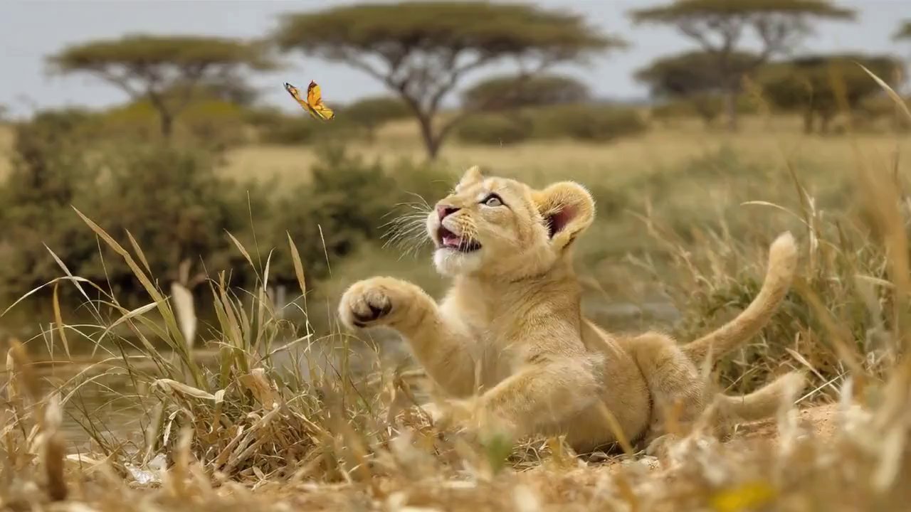 V2 CineFlow: Leo's Journey: From Cub to King - Veo 3 AI video prompt thumbnail