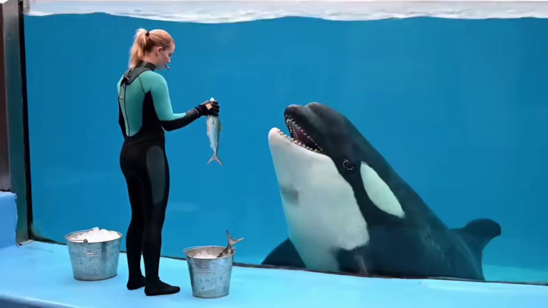 Joyful Dolphin Feeding Time Underwater - Veo 3 AI video prompt thumbnail