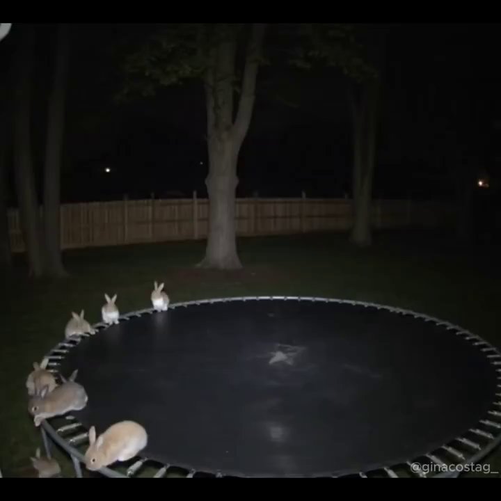 AI's Viral Hoax: Fake Animal Surveillance Goes Wild - Veo 3 AI video prompt thumbnail