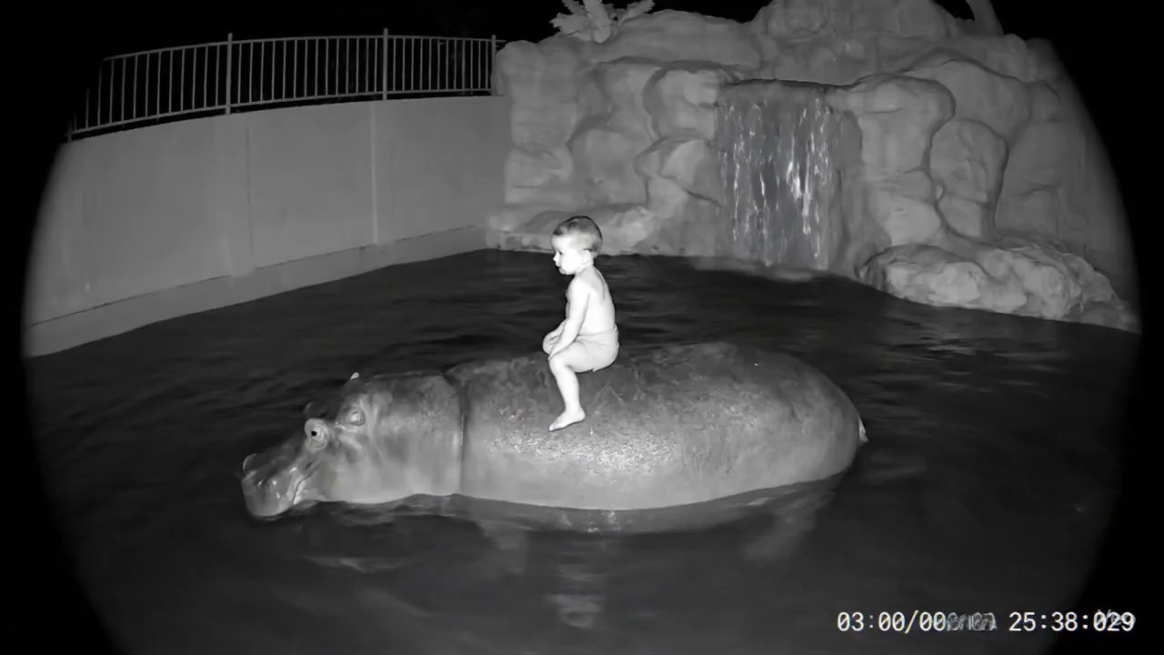 Night Vision: Unveiling the Enigma of the Hippo Enclosure - Veo 3 AI video prompt thumbnail