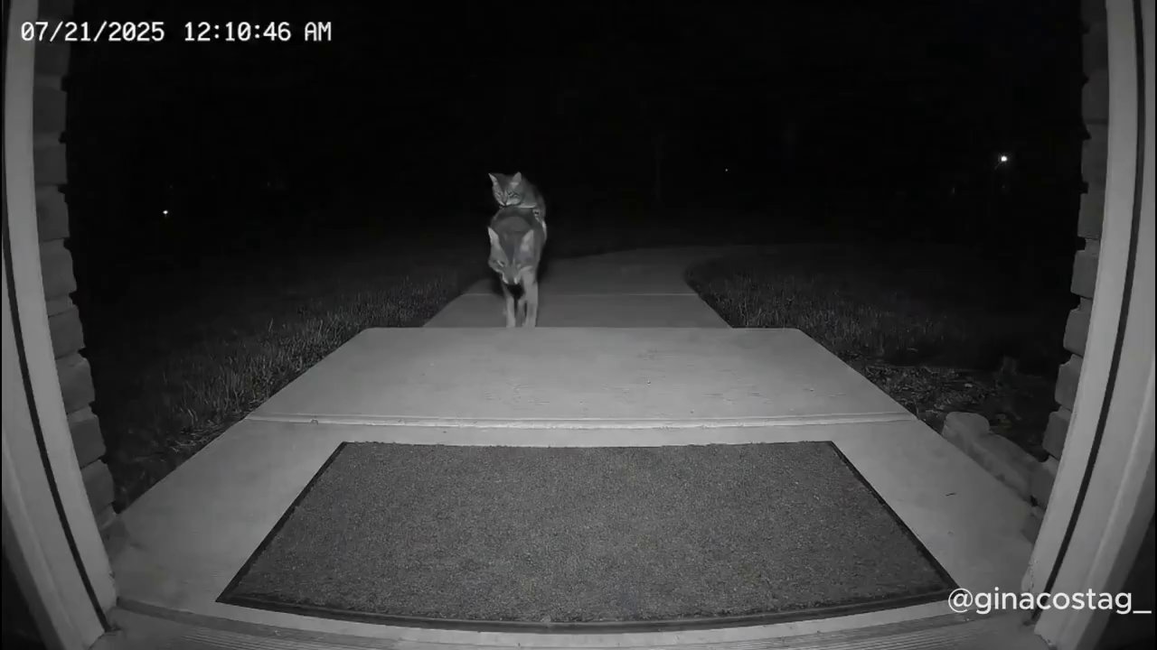 My Cat's Hilarious Social Calendar - Veo 3 AI video prompt thumbnail