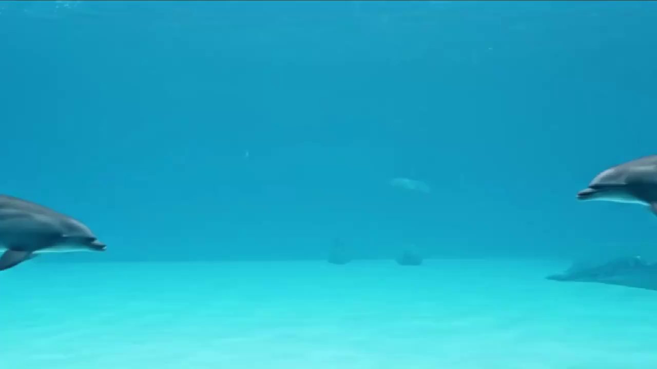 Joyful Dolphins in Pristine Ocean Waters - Veo 3 AI video prompt thumbnail