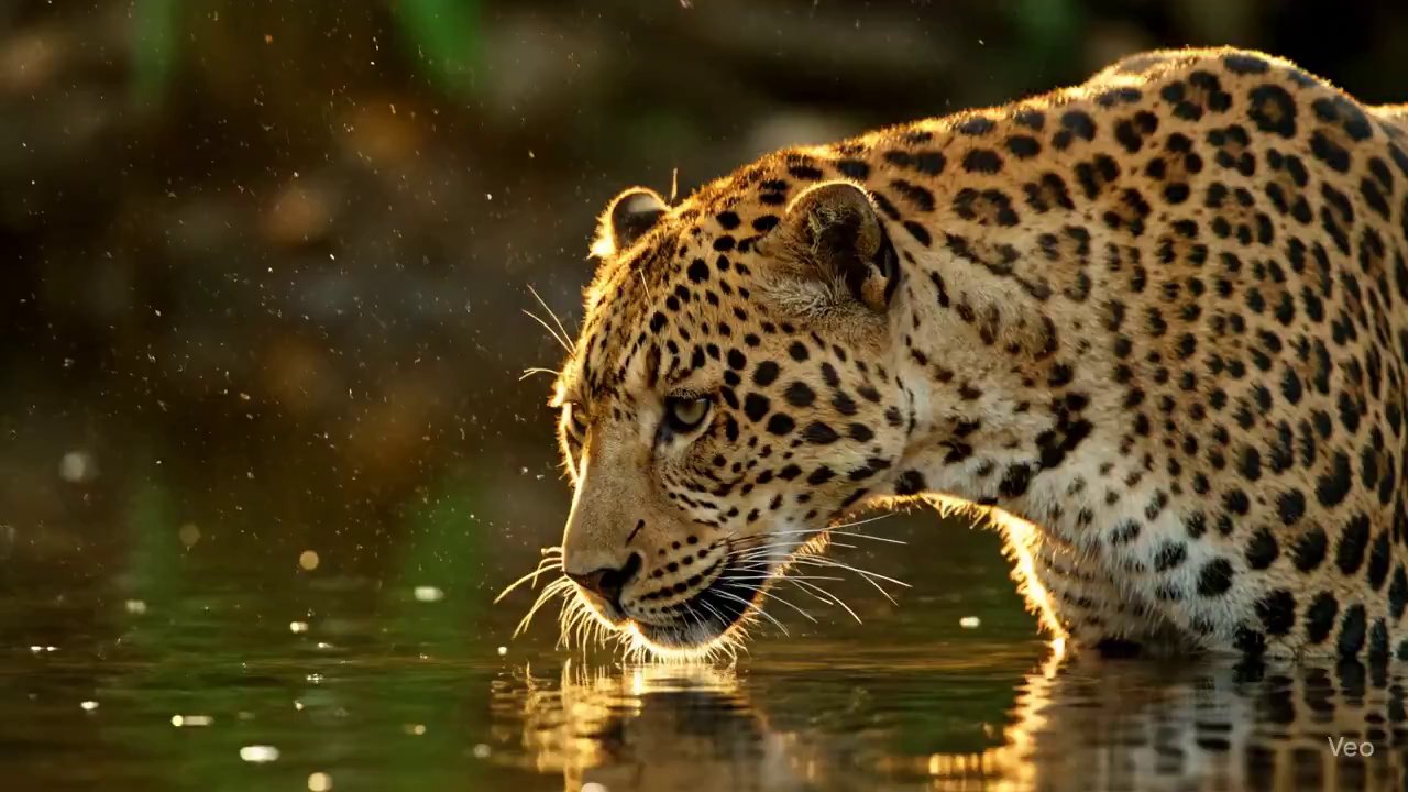 Golden Hour Leopard: Slow-Motion Jungle Serenity - Veo 3 AI video prompt thumbnail