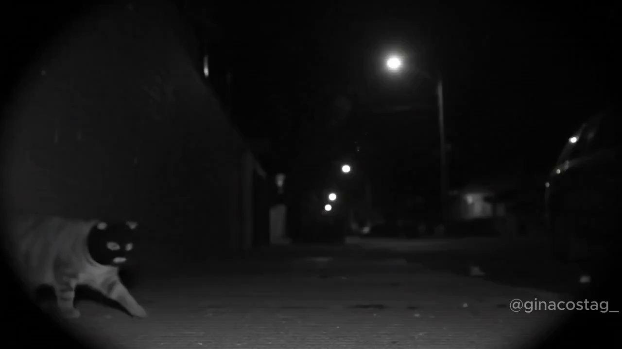 Mischievous Pet Antics: Cute Animal Thieves Caught on Camera - Veo 3 AI video prompt thumbnail