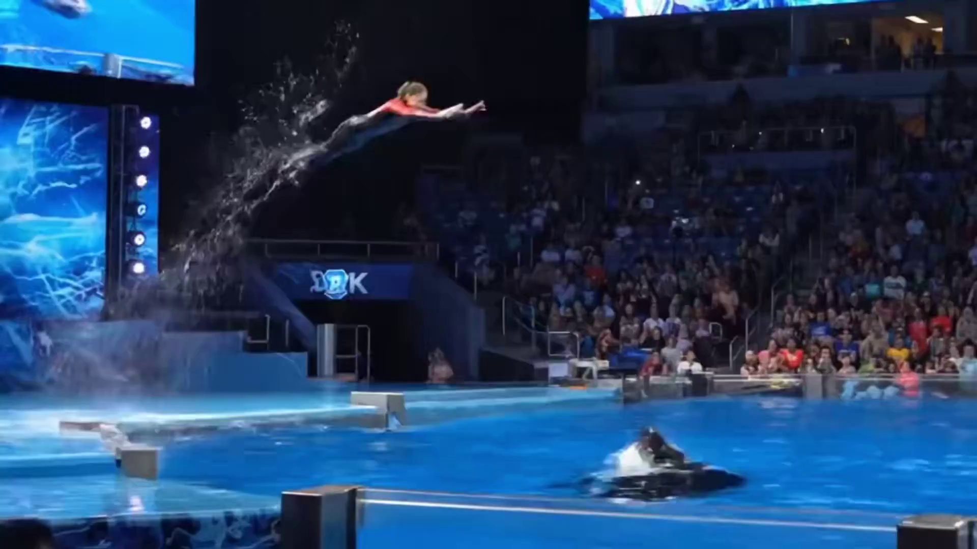 Amazing Dolphin Tricks: Dynamic Marine Life Show - Veo 3 AI video prompt thumbnail