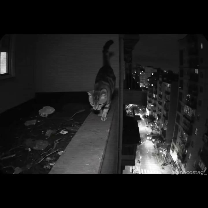 Acrobatic Cat's Fearless High-Rise Adventure - Veo 3 AI video prompt thumbnail