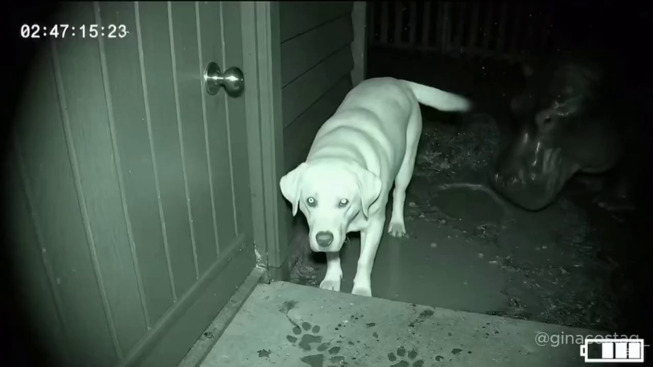 Hilarious Dogs in Faux Danger Viral Moment - Veo 3 AI video prompt thumbnail