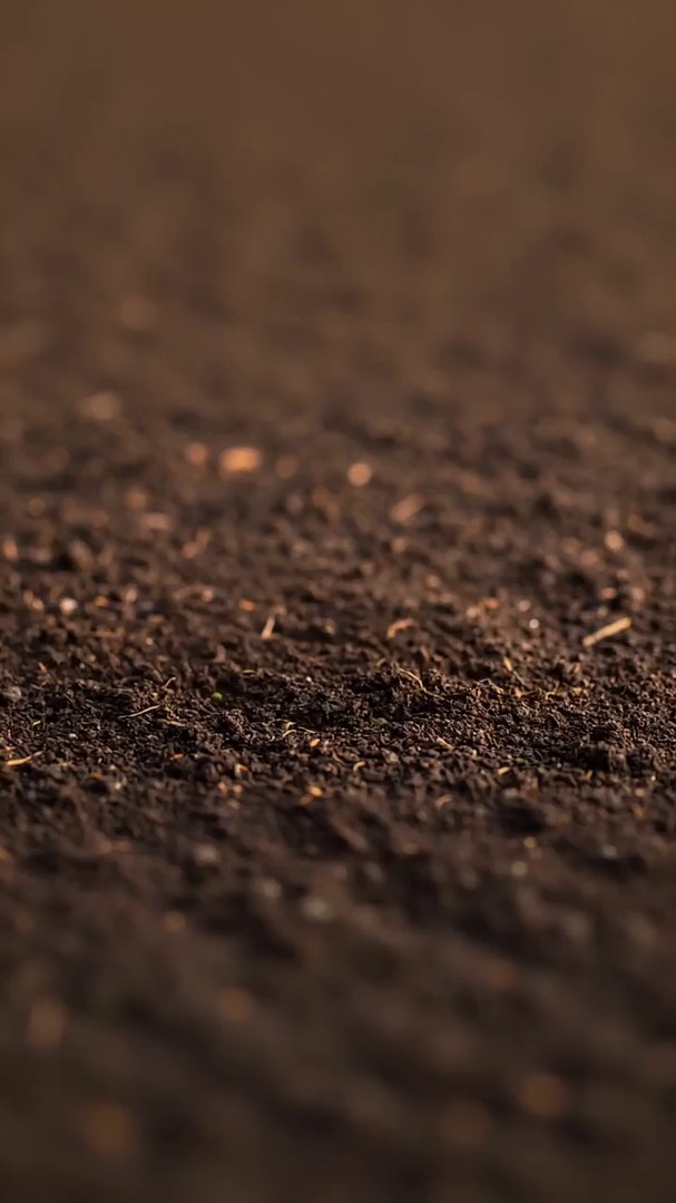 {  "scene": "macro close-up of rich soil",  "tim... - Veo 3 AI video prompt thumbnail