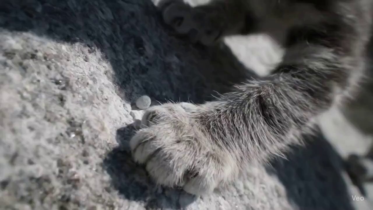 Tiny Paws, Giant Climb: Kitten's Monolith Ascent - Veo 3 AI video prompt thumbnail