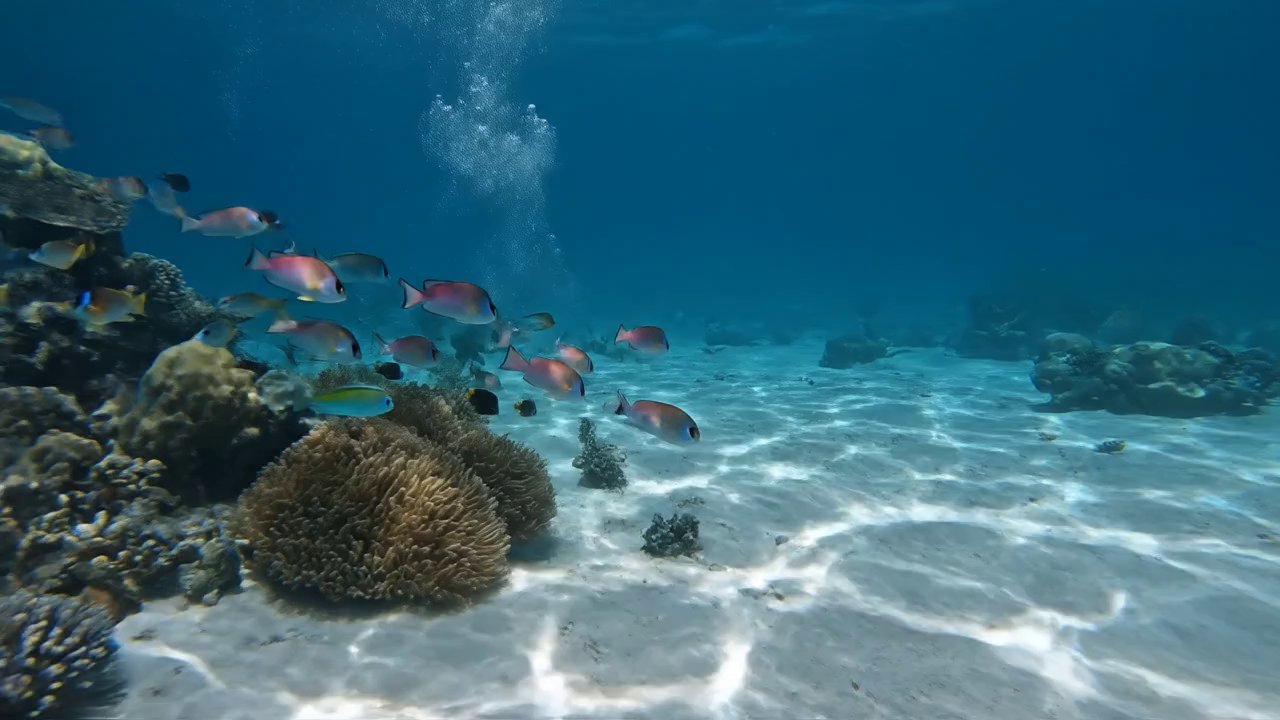 {
“shot”: {
“composition”: “fluid underwater track...